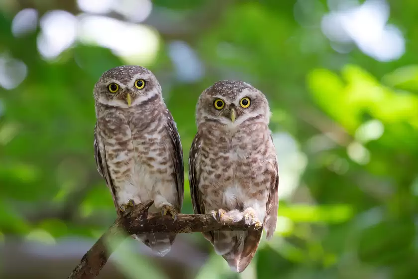 振翅之间,尼康伴你见自然之美 振翅之间,尼康伴你见自然之美