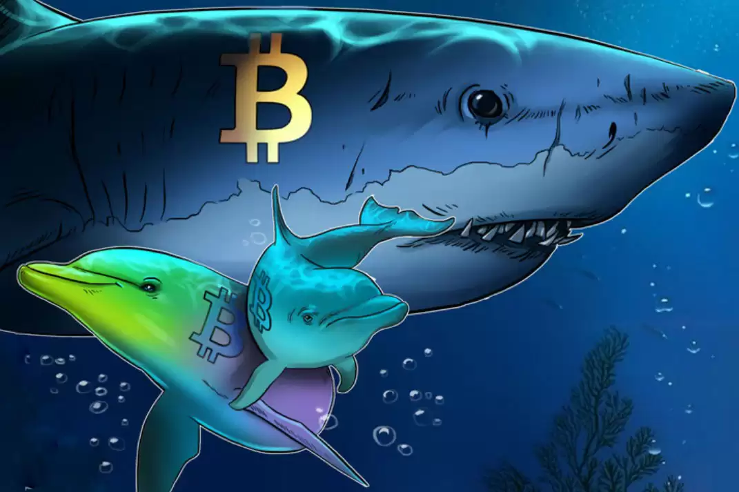 比特币鲨鱼囤币潮：一周增持5.4万枚BTC创纪录