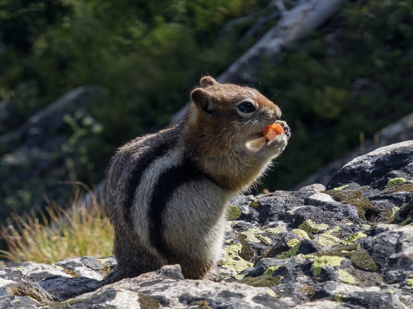Adobe 推出专业化智能手机相机应用 Project Indigo：iOS 首发，免费提供