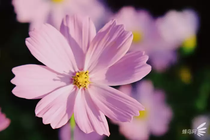 网红地打卡拍摄全攻略:如何正确地拍出网红打卡照 网红地打卡拍摄全攻略:如何正确地拍出网红打卡照