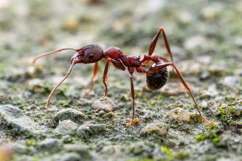 Zuiko 90mm F3.5 Macro快速体验：惊喜十足！