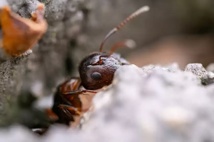 Zuiko 90mm F3.5 Macro快速体验：惊喜十足！