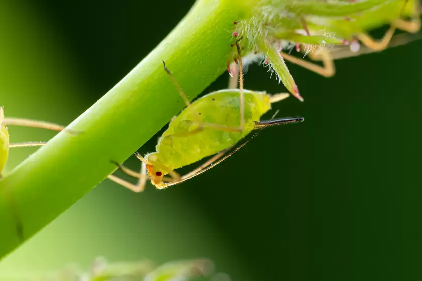 Zuiko 90mm F3.5 Macro快速体验：惊喜十足！