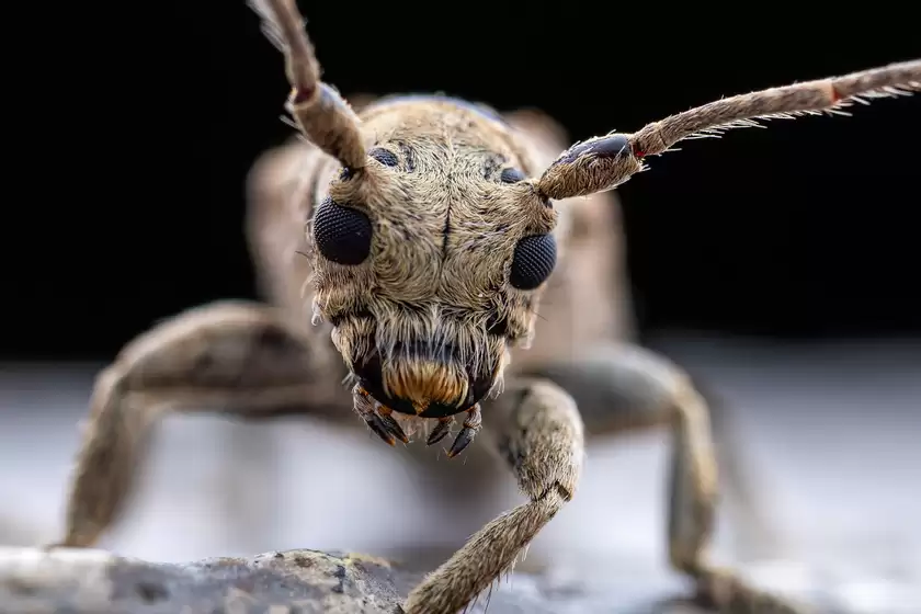 Zuiko 90mm F3.5 Macro快速体验：惊喜十足！