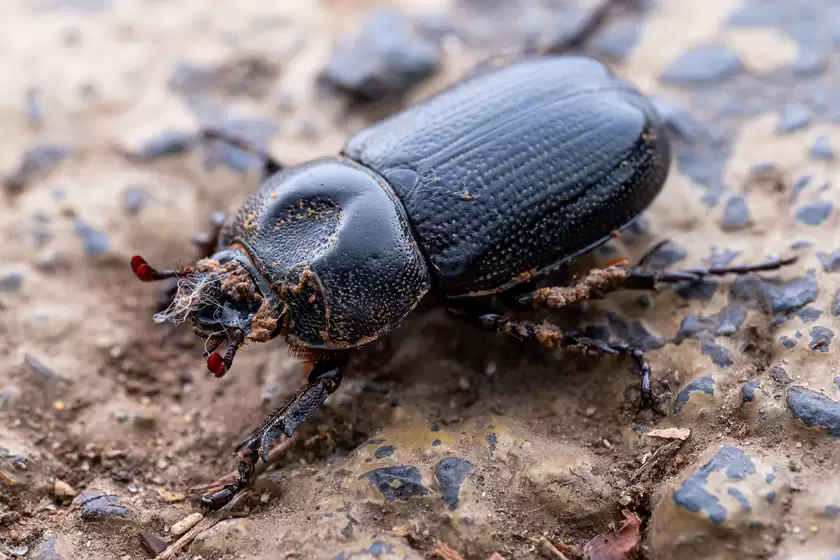 Zuiko 90mm F3.5 Macro快速体验：惊喜十足！