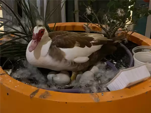 自动驾驶测试惹众怒！碾死网红鸭后项目被紧急叫停