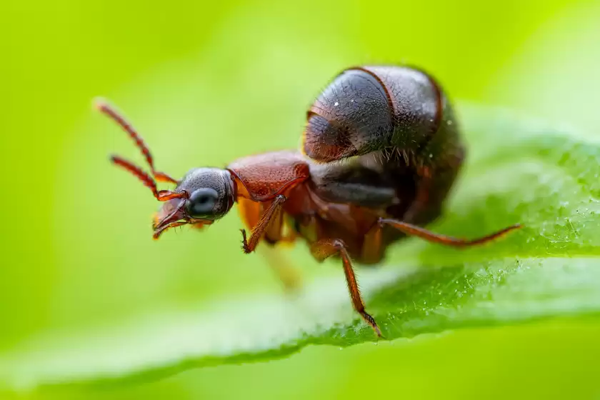Zuiko 90mm F3.5 Macro快速体验：惊喜十足！