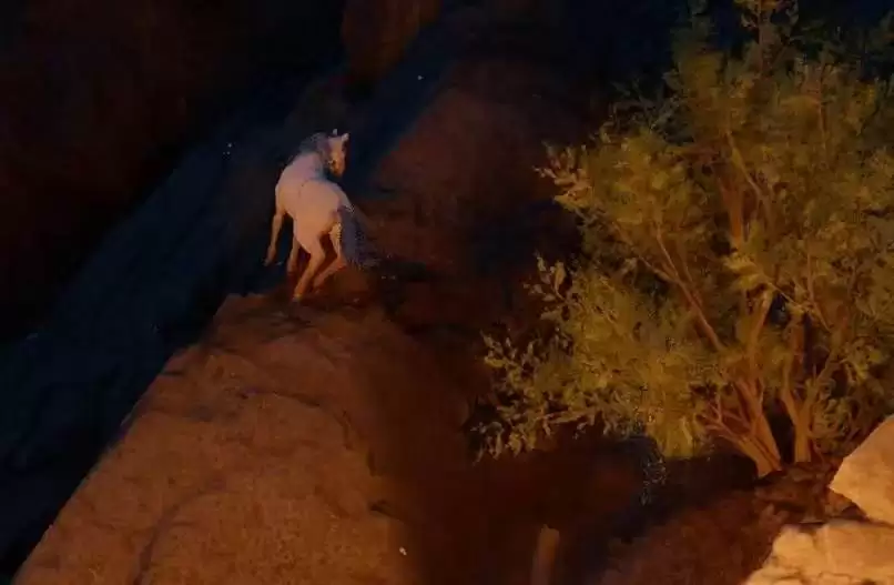 《红色沙漠》传奇驯兽师成就做法分享