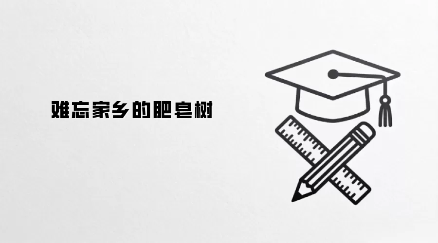 难忘家乡的肥皂树