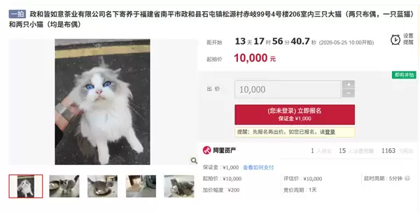 公司负债倒闭5只猫咪被法拍 起拍价1万  知情人：正常售卖5万