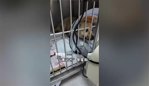 一只流浪狗让这座小城收获泼天流量：网友纷纷前往打卡
