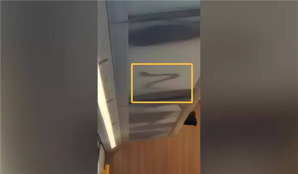 虚惊一场！网传高铁行李架上掉下蛇 官方辟谣：其实是鳗鱼