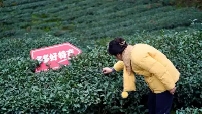 拼多多发布Q1财报，陈磊：全力推进品牌自营业务，三年再造一个拼多多