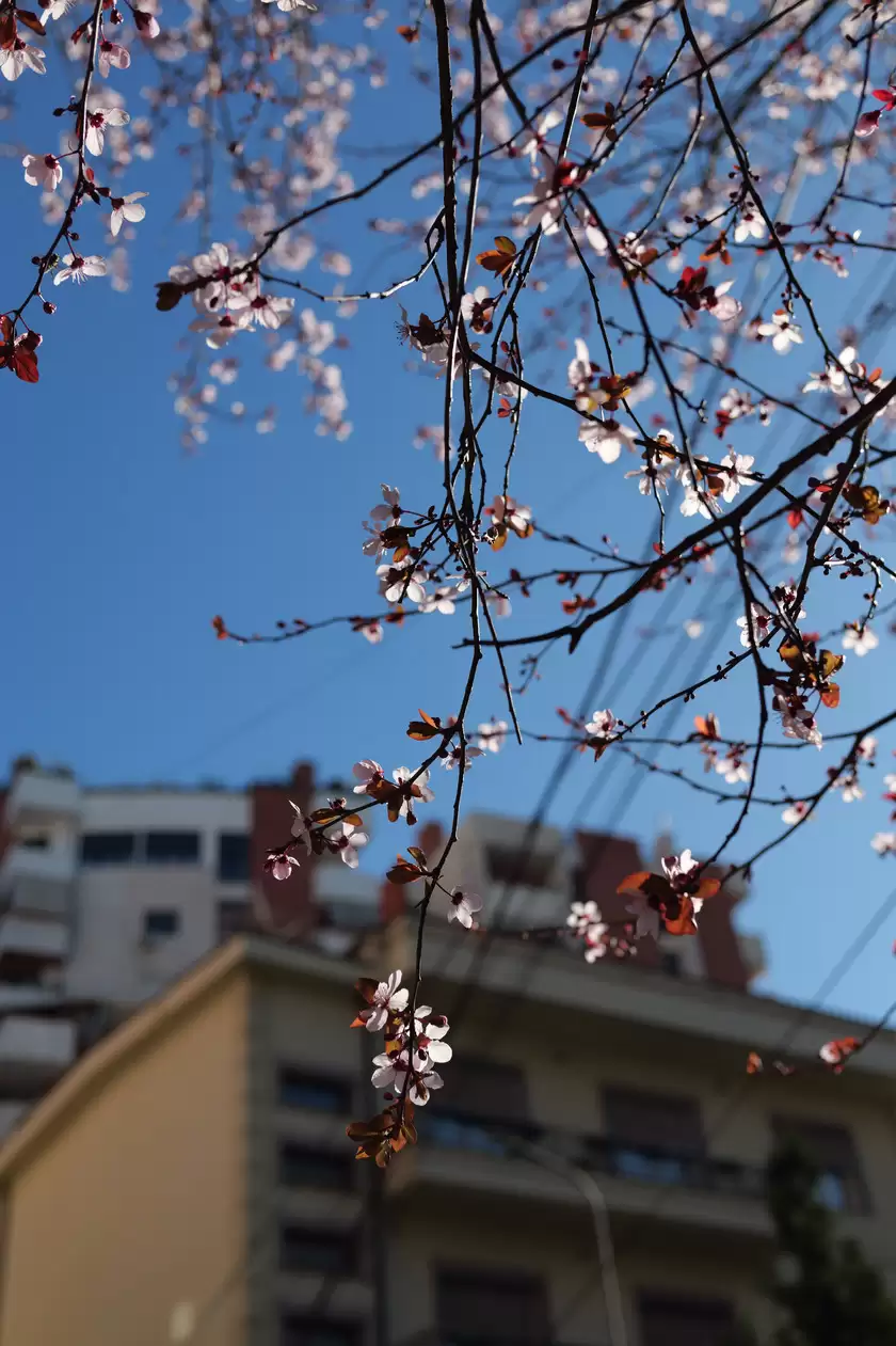 小美好，轻上镜｜LUMIX S 40mm F2 正式发布，S9新色同步登场