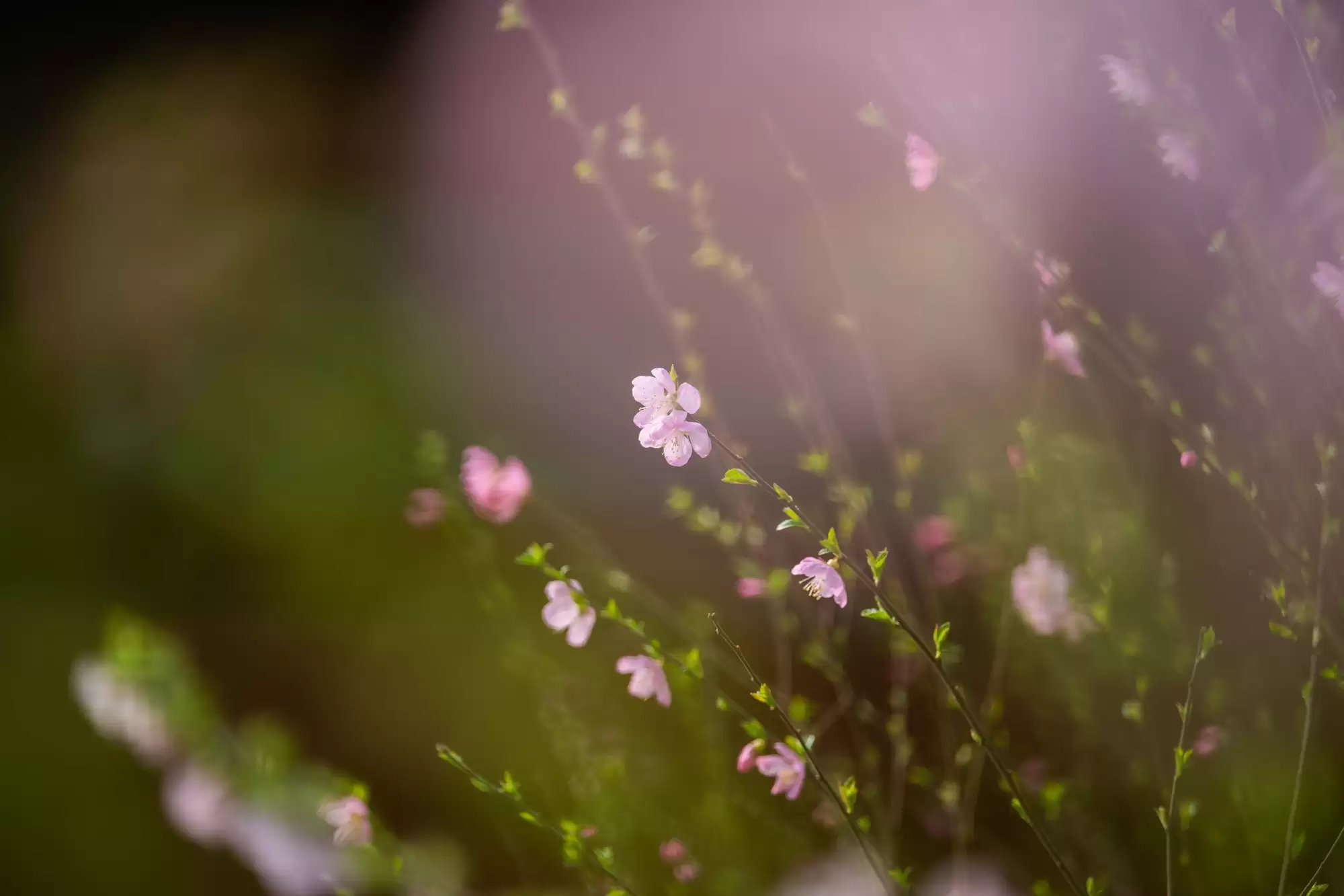 720变焦镜头推荐：尼康尼克尔Z 70 - 200mm f/2.8 VR S II详析