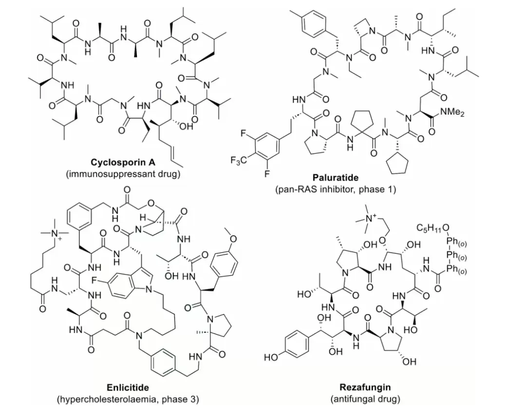 代表性含非天然氨基酸的大环肽药物及临床候选分子，包括 Cyclosporine A、Paluratide、Enlicitide 与 Rezafungin。