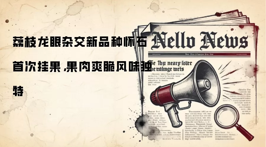荔枝龙眼杂交新品种怀石首次挂果,果肉爽脆风味独特