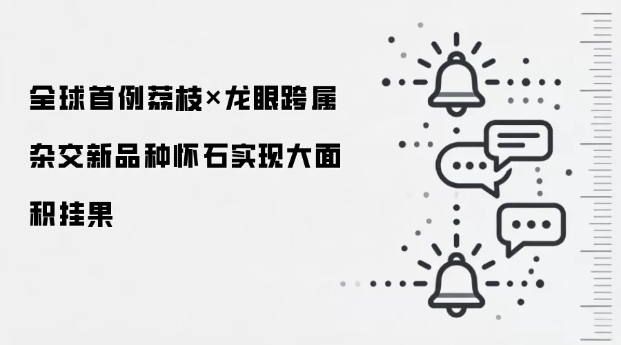 全球首例荔枝×龙眼跨属杂交新品种怀石实现大面积挂果