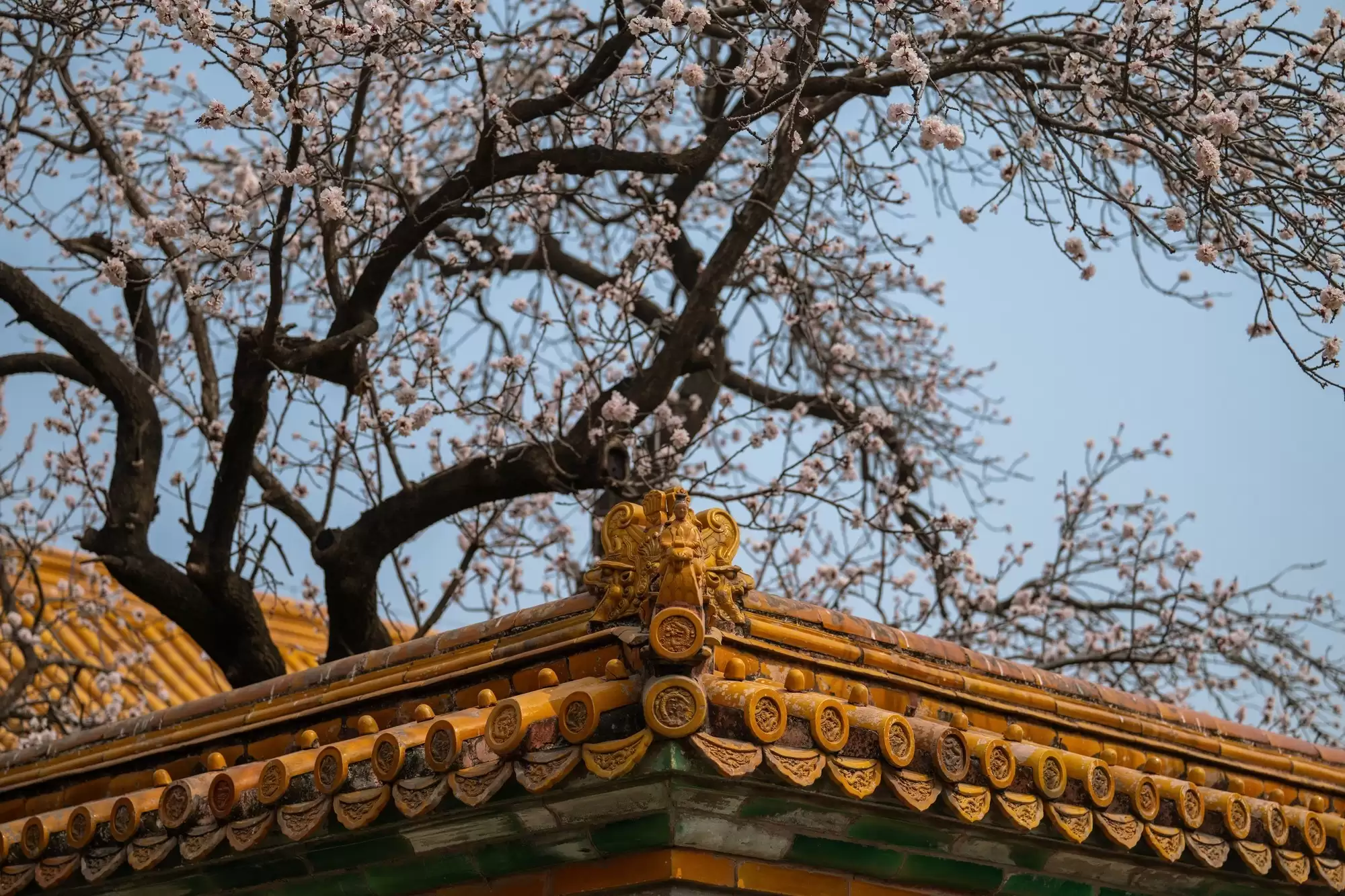 长焦变焦镜头推荐：尼康尼克尔 Z 70 - 200mm f/2.8 VR S II解析