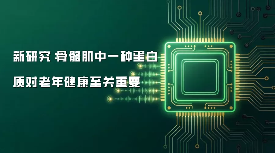 新研究：骨骼肌中一种蛋白质对老年健康至关重要