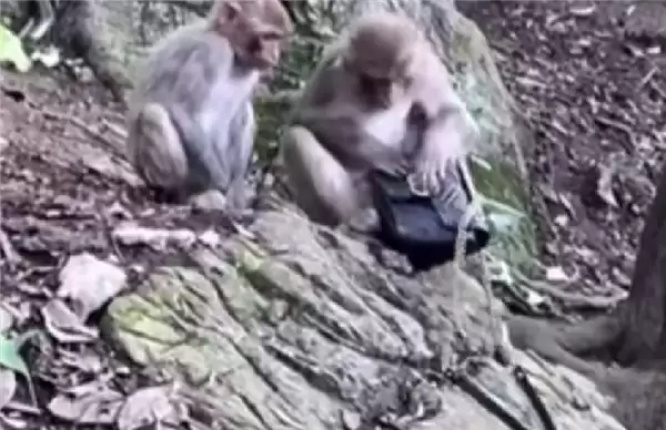黔灵山猴子抢走女子GUCCI包咬烂 景区拒绝赔偿:不属于管辖范畴