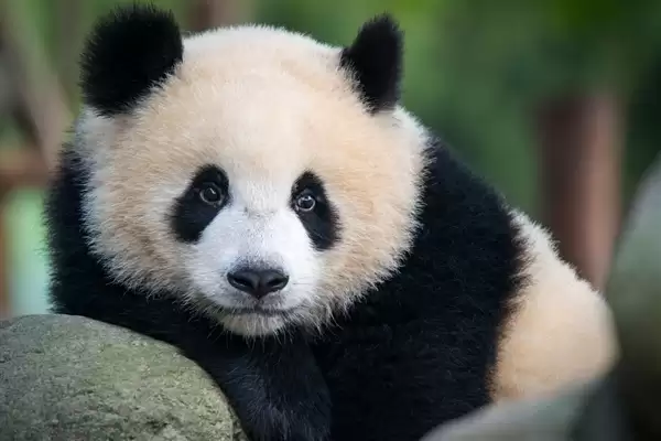 全国首例涉大熊猫网络谣言案入选法院案例库:主播夫妇双双获刑