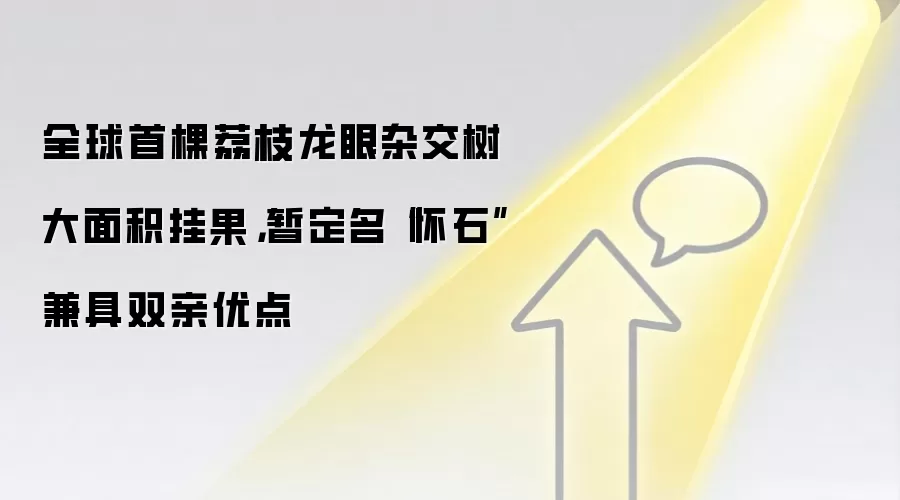 全球首棵荔枝龙眼杂交树大面积挂果,暂定名“怀石”兼具双亲优点