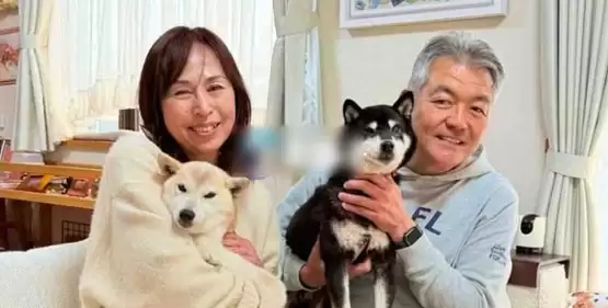 COCORO上线市值腰斩解析：官方柴犬币与Meme币波动逻辑
